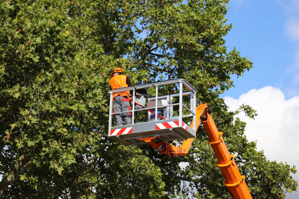 Best Tree Trimming Near Me  in USA